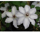 Clematis Snow Queen