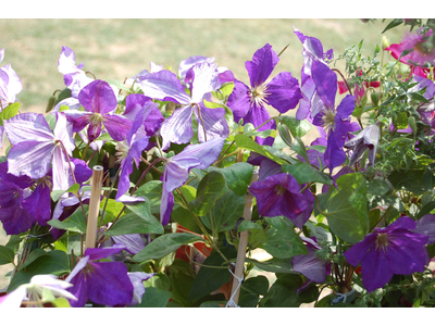 Clematis