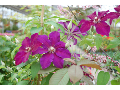 Clematis