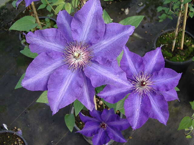 Clematis