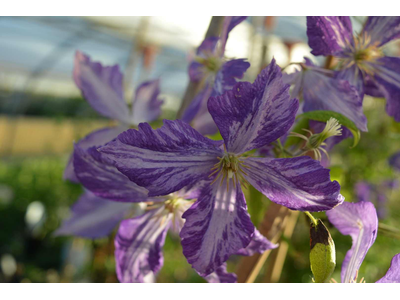 Clematis