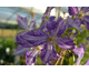 Clematis Tie Dye