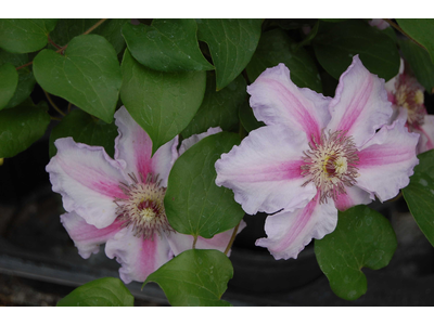 Clematis