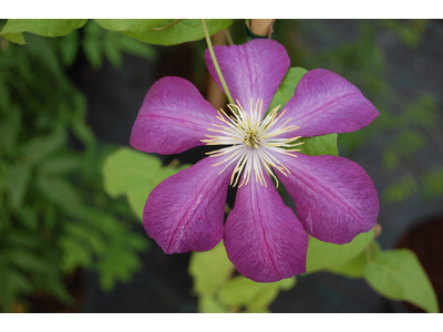 Clematis