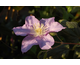 Clematis Vyvyan Pennell