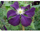 Clematis Warszawska Nike