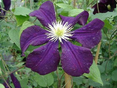 Clematis