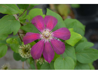 Clematis