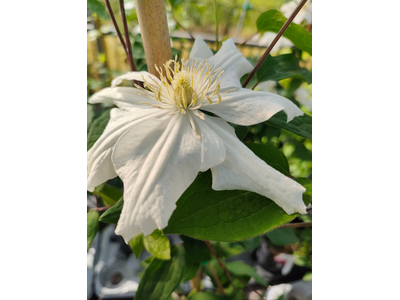 Clematis