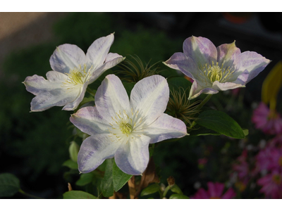 Clematis