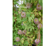 Clematis alpina Frances Reeves
