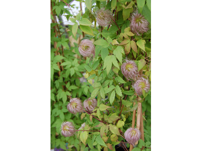 Clematis alpina