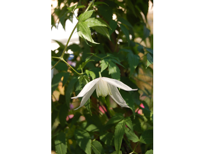 Clematis alpina