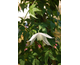 Clematis alpina Willy