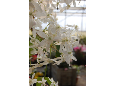 Clematis armandii