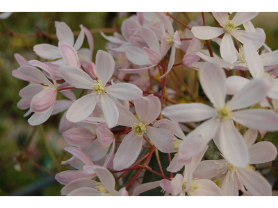 Clematis armandii