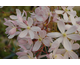 Clematis armandii Apple Blossom