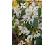 Clematis armandii Snowdrift