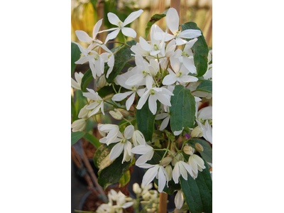 Clematis armandii