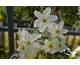 Clematis cartmanii Avalanche