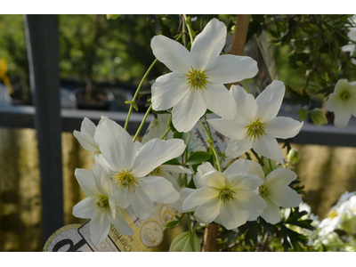 Clematis cartmanii