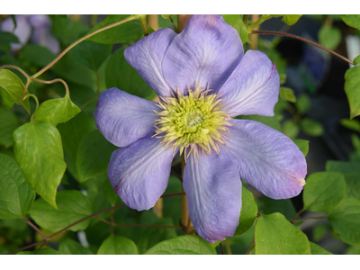 Clematis integrifolia