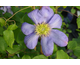 Clematis integrifolia Fascination