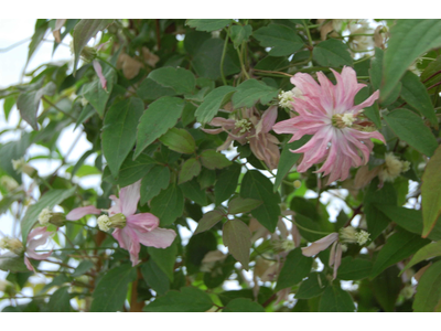 Clematis montana