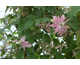 Clematis montana Broughton Star