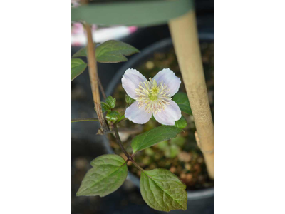 Clematis montana