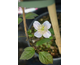 Clematis montana Fragrant Spring