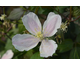 Clematis montana