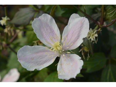 Clematis montana