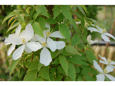 Clematis montana