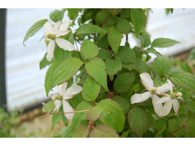 Clematis montana