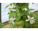 Clematis montana Marjorie