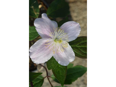 Clematis montana