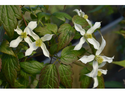 Clematis montana