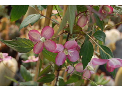 Clematis montana
