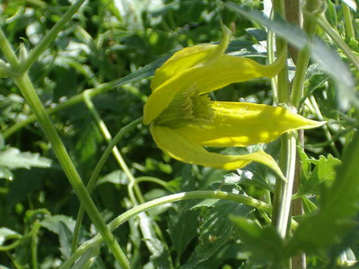 Clematis tangutica