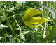 Clematis tangutica