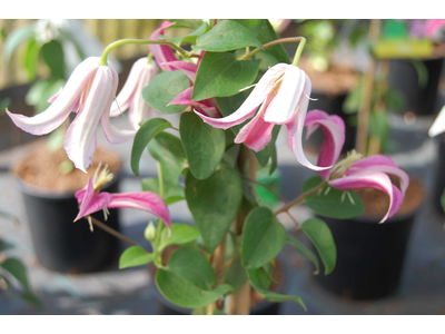 Clematis texensis