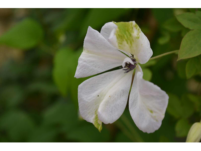 Clematis viticella