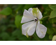 Clematis viticella Alba Luxurians