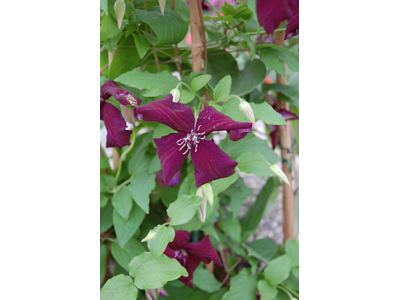 Clematis viticella