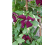 Clematis viticella Dark Eyes