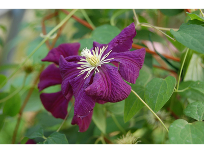 Clematis viticella