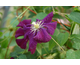 Clematis viticella Etoile Violette