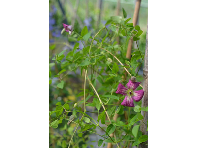 Clematis viticella