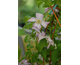 Clematis viticella Little Nell